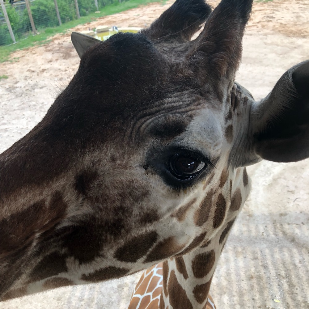 Meet your Posher, Mckenzie